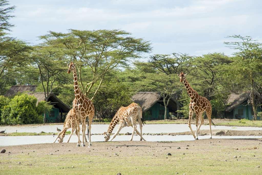 Sweetwaters Serena Camp Nanyuki Faciliteter billede