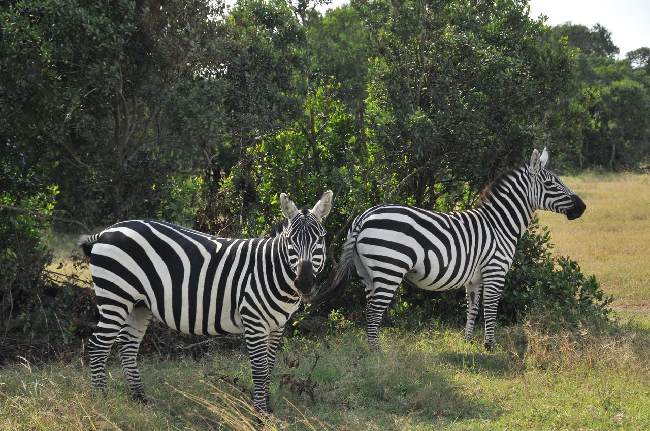 Sweetwaters Serena Camp Nanyuki Eksteriør billede