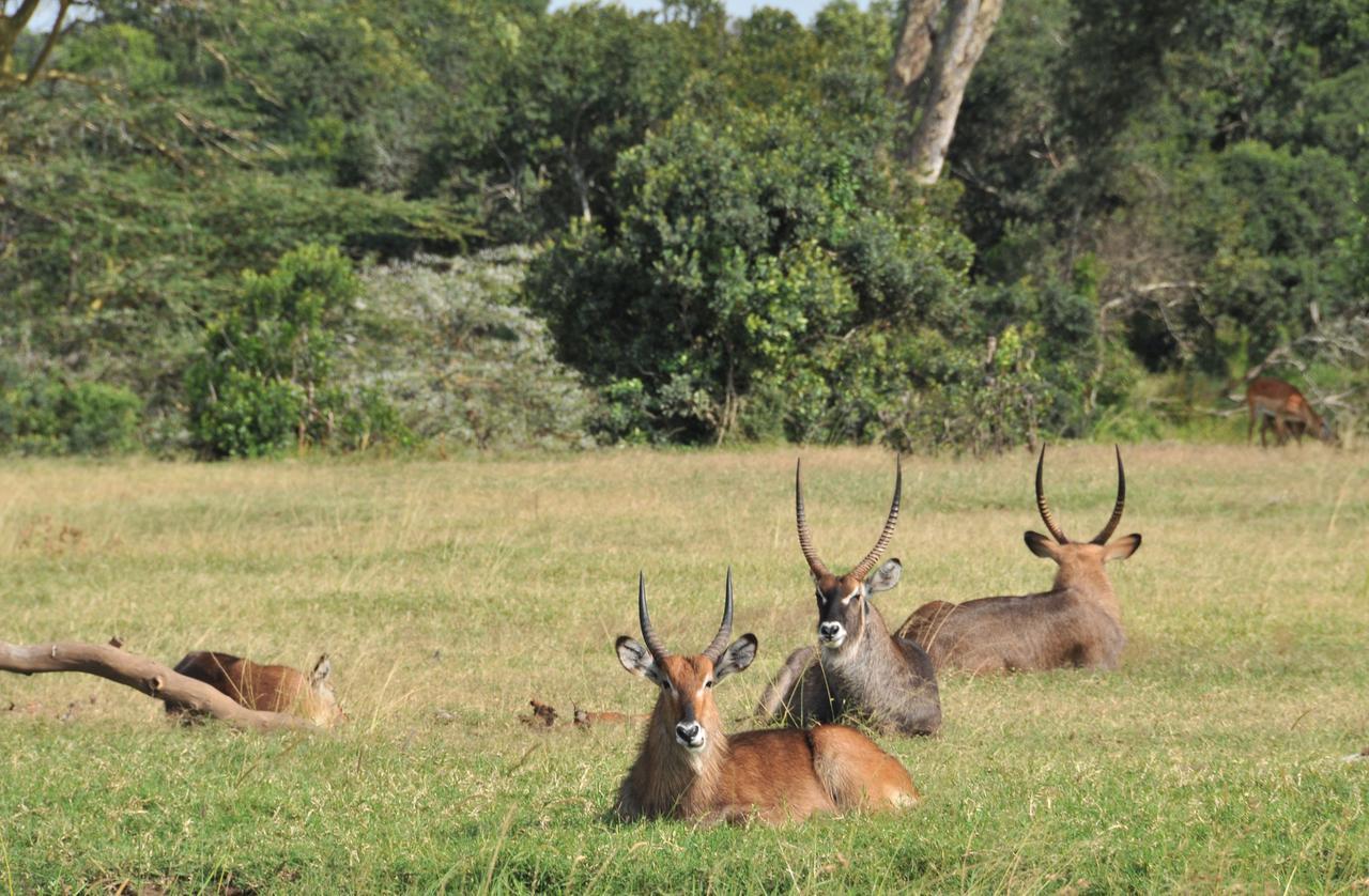 Sweetwaters Serena Camp Nanyuki Eksteriør billede