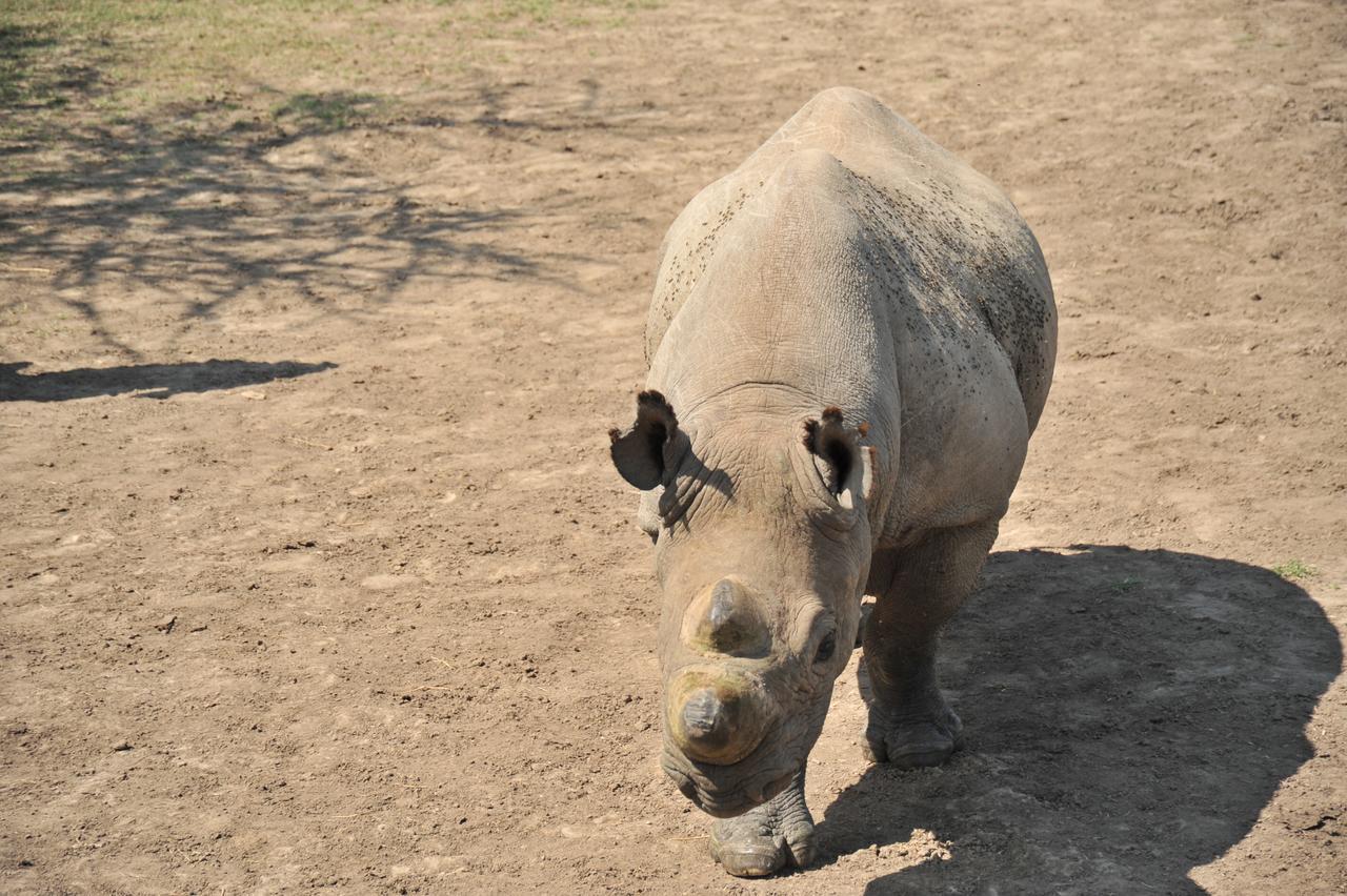 Sweetwaters Serena Camp Nanyuki Eksteriør billede