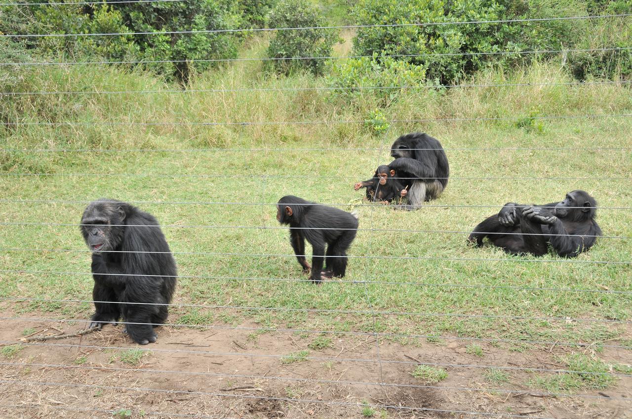 Sweetwaters Serena Camp Nanyuki Eksteriør billede