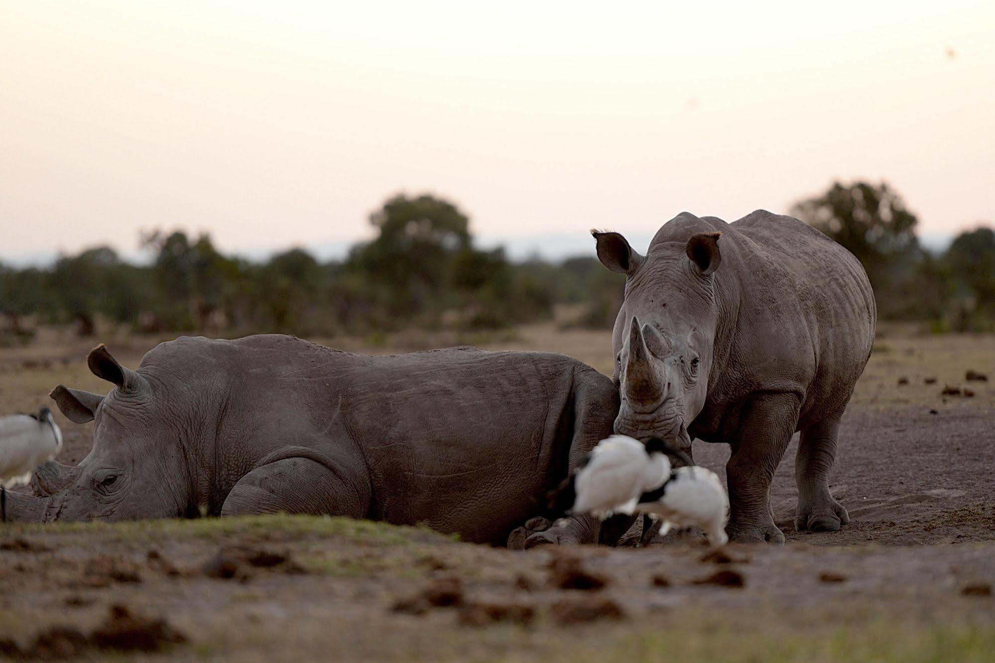 Sweetwaters Serena Camp Nanyuki Eksteriør billede